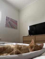 Lost Male Cat last seen Cedar Avenue Warradale, Warradale, SA 5046