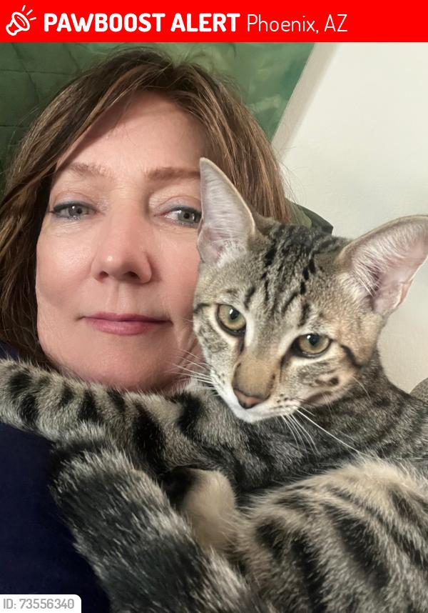 Lost Male Cat last seen 7th street and Thunderbird, Phoenix, AZ 85022