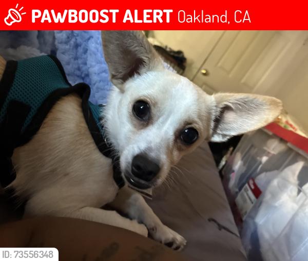 Lost Male Dog last seen Near Renwick st, Oakland, CA 94601