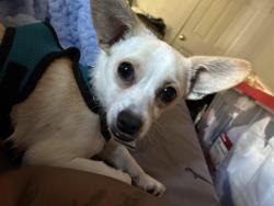 Lost Male Dog last seen Near Renwick st, Oakland, CA 94601