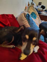 Lost Female Dog last seen Mt view, San Bernardino, CA 92408