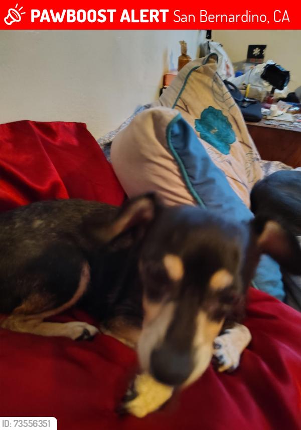 Lost Female Dog last seen Mt view, San Bernardino, CA 92408
