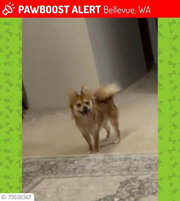 Lost Male Dog last seen 148th near 7/11, Bellevue, WA 98007