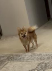 Lost Male Dog last seen 148th near 7/11, Bellevue, WA 98007
