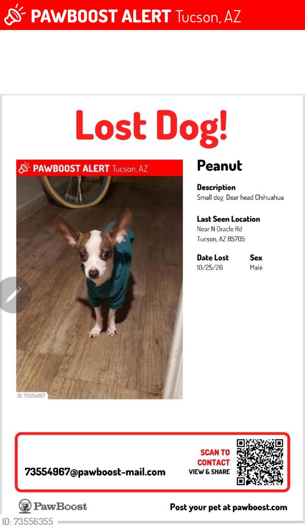 Lost Male Dog last seen Oracle and Glenn, Tucson, AZ 85705