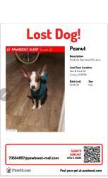 Lost Male Dog last seen Oracle and Glenn, Tucson, AZ 85705
