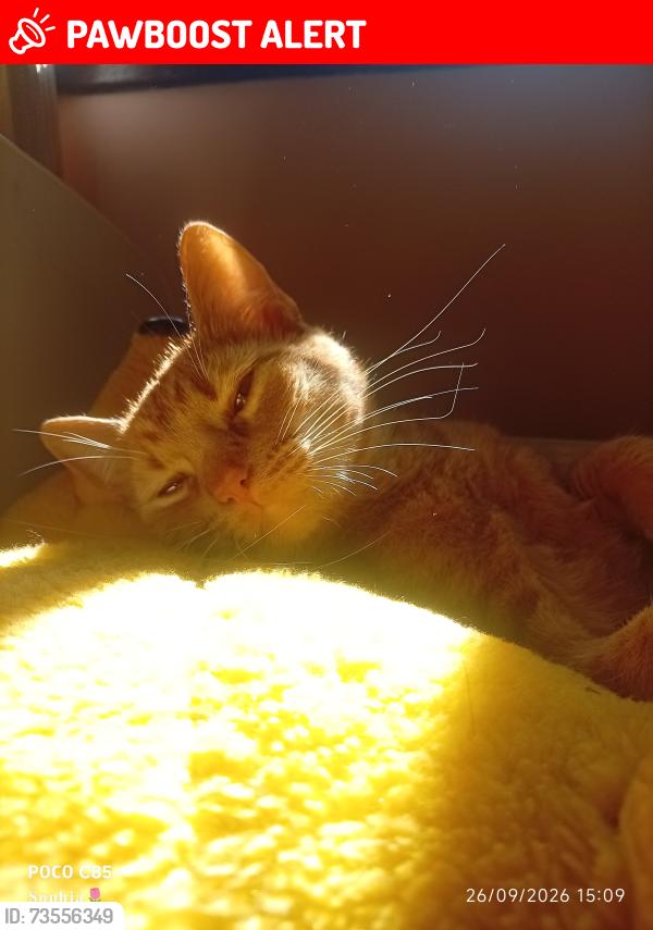 Lost Male Cat last seen Rua Luiz Bertold, número 106, Campo de Santana, PR 