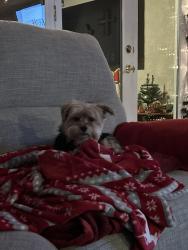 Lost Male Dog last seen Near santa fe on white road, San Jose, CA 95127