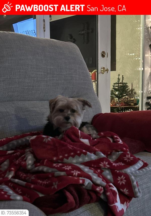 Lost Male Dog last seen Near santa fe on white road, San Jose, CA 95127