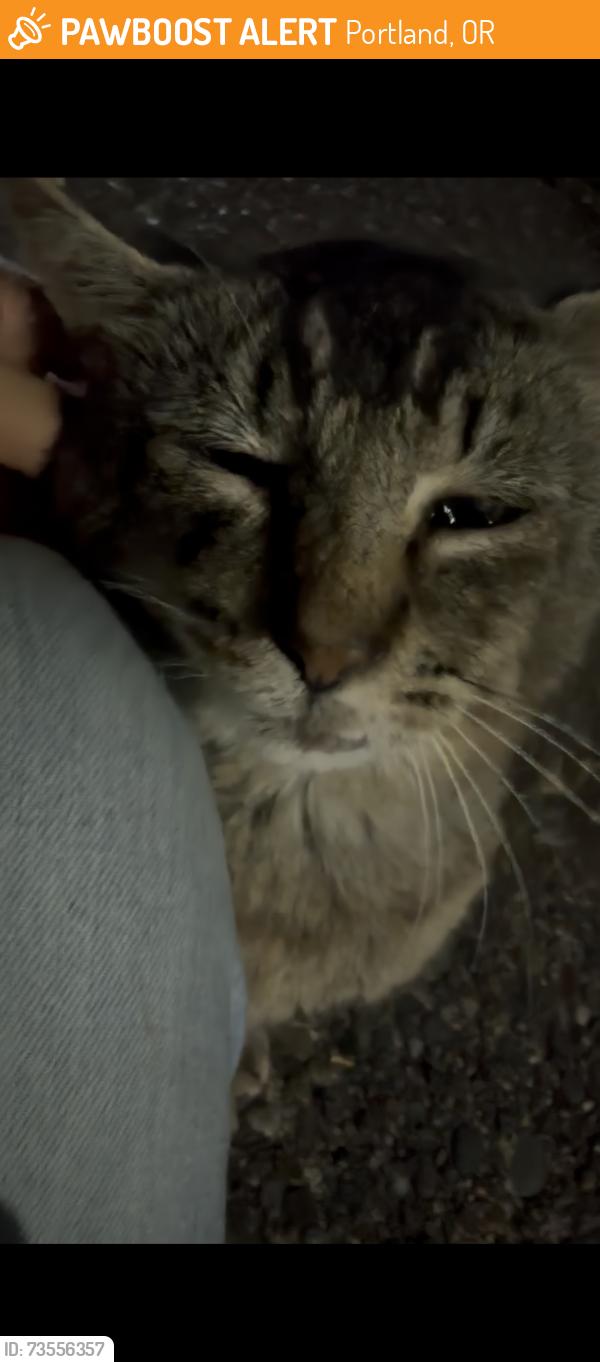 Found/Stray Male Cat last seen Near SE 122nd Ave, Portland, OR 97236, Portland, OR 97266