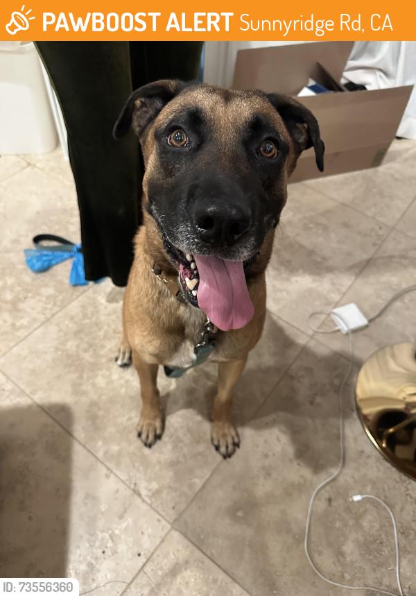Found/Stray Male Dog last seen Eastvale road, Sunnyridge Rd, CA 90274
