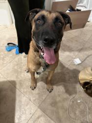 Found/Stray Male Dog last seen Eastvale road, Sunnyridge Rd, CA 90274