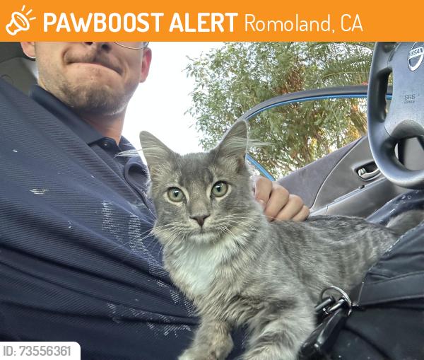 Found/Stray Male Cat last seen 2nd st, Romoland, CA 92585