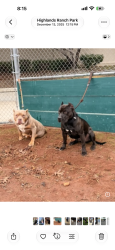 Lost Male Dog last seen City park, Pittsburg, CA 94565