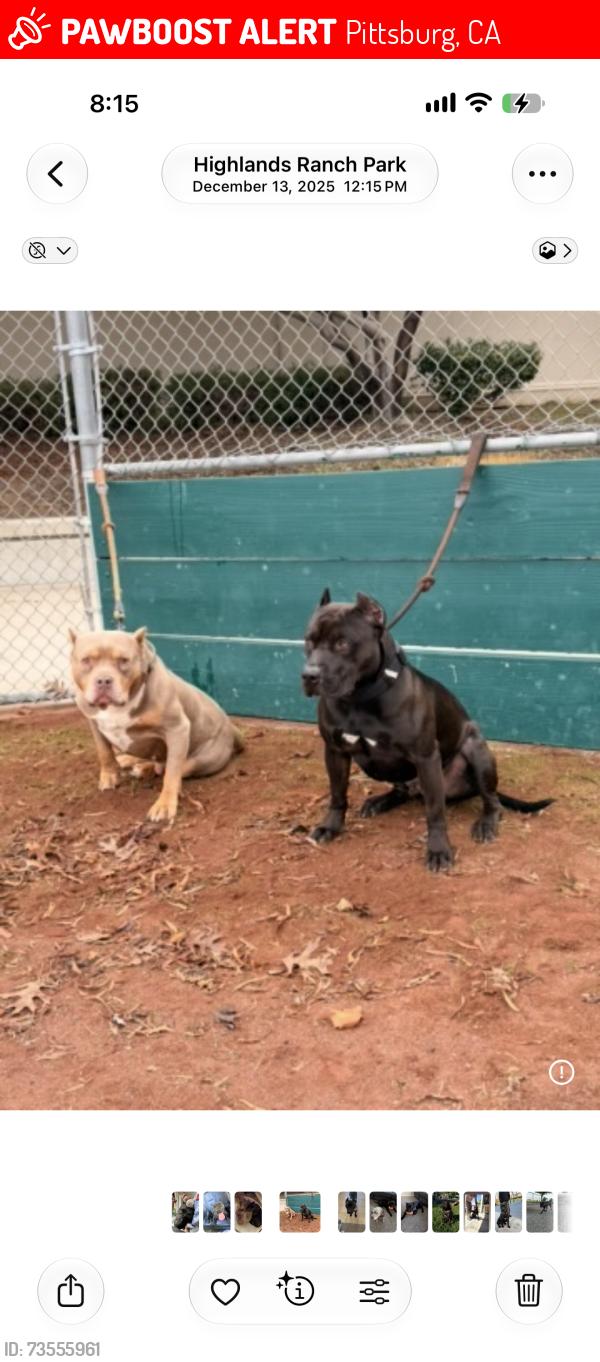 Lost Male Dog last seen City park, Pittsburg, CA 94565