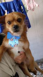 Lost Male Dog last seen Rua Nadir Lessa tognini, Vila Sergio, SP 08140-190