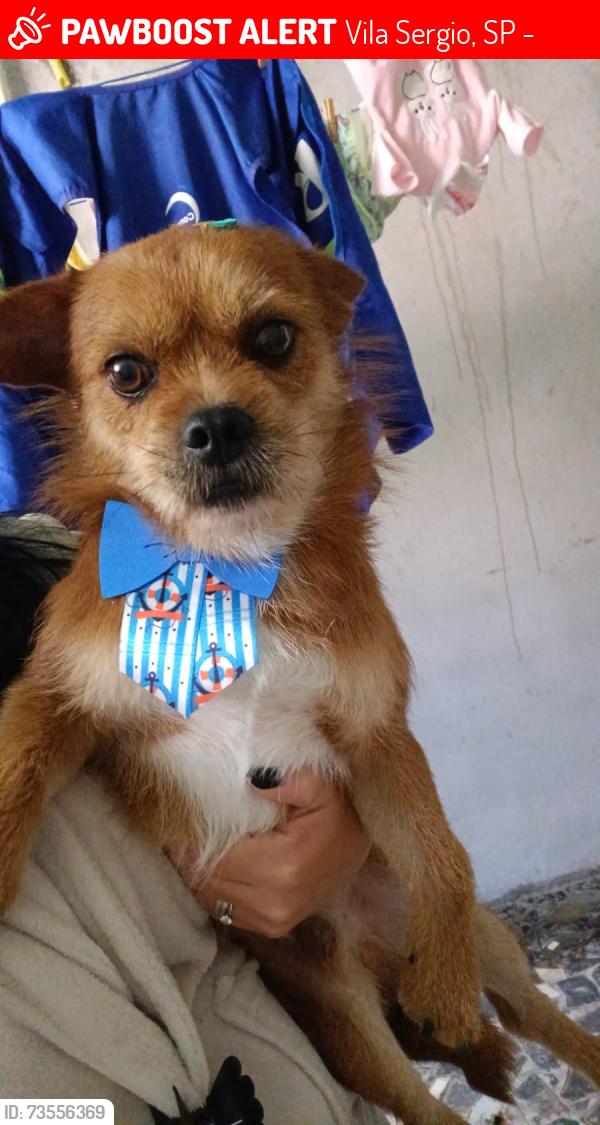 Lost Male Dog last seen Rua Nadir Lessa tognini, Vila Sergio, SP 08140-190