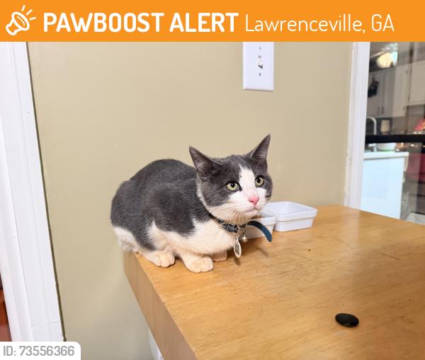 Found/Stray Unknown Cat last seen camp perrin road / spring forest drive, Lawrenceville, GA 30043
