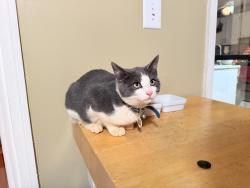 Found/Stray Unknown Cat last seen camp perrin road / spring forest drive, Lawrenceville, GA 30043