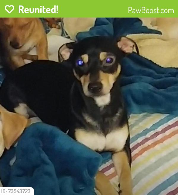 Reunited Male Dog last seen Massachusetts y 8st, Beaumont, CA 92223