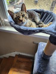 Lost Female Cat last seen Crown Street and Rochester Ave, Brooklyn, NY 11213