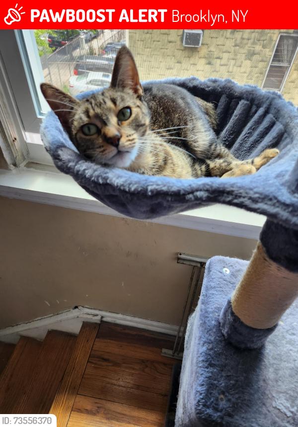 Lost Female Cat last seen Crown Street and Rochester Ave, Brooklyn, NY 11213