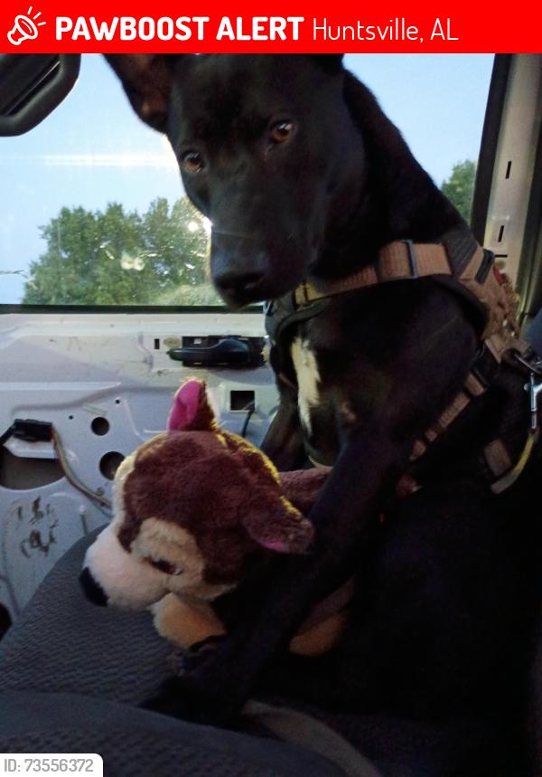Lost Female Dog last seen Circle k on university, Huntsville, AL 35806
