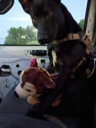 Lost Female Dog last seen Circle k on university, Huntsville, AL 35806