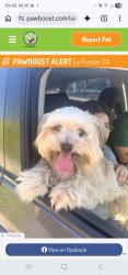 Found/Stray Male Dog last seen N. Unruh and Hacienda, La Puente, CA 91744