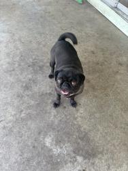 Reunited Female Dog last seen Near Medicine Bow Dr, Modesto, CA 95355, USA, Modesto, CA 95355