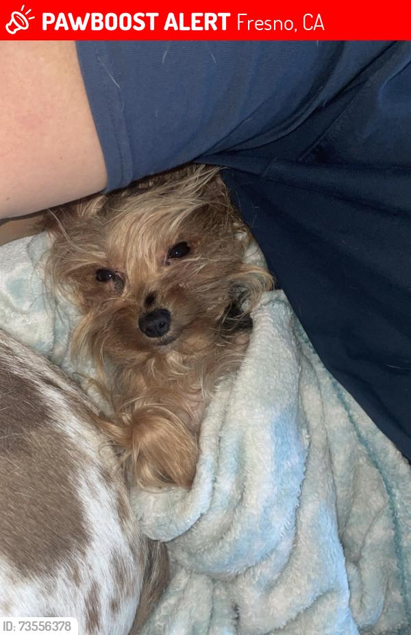 Lost Female Dog last seen Cedar & Herndon, Fresno, CA 93710