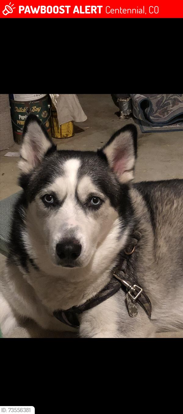 Lost Male Dog last seen Littleton high school, Centennial, CO 80121