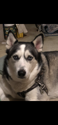 Lost Male Dog last seen Littleton high school, Centennial, CO 80121