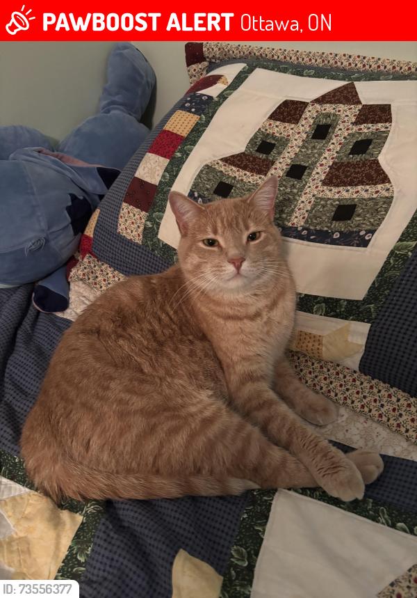 Lost Male Cat last seen Spiritwood Drive, Ottawa, ON 