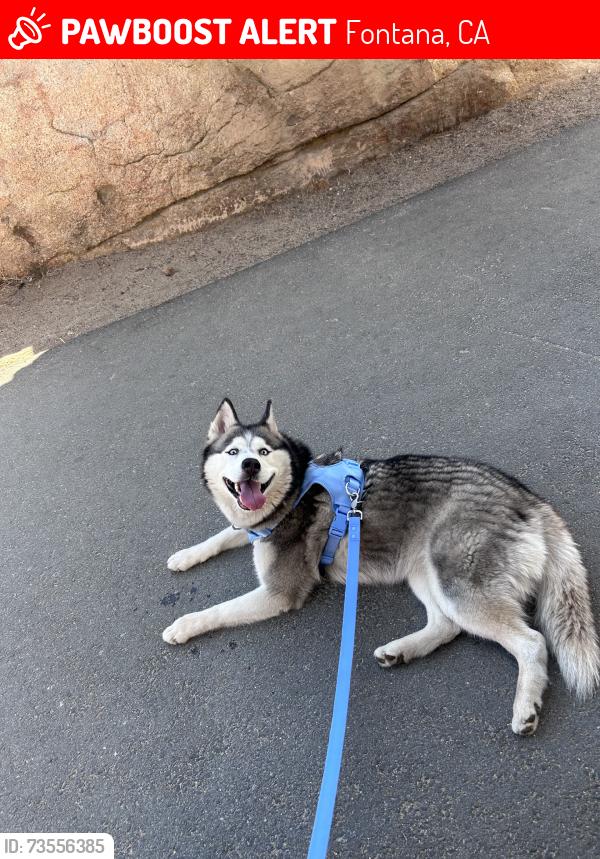 Lost Female Dog last seen Catawba ave, Fontana, CA 92334