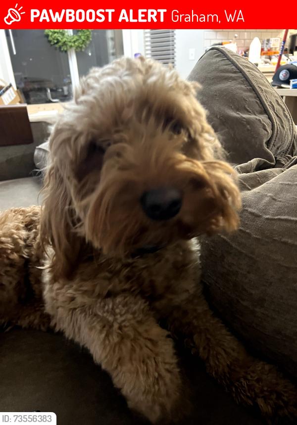 Lost Female Dog last seen 244th st ct e graham wa 98338, Graham, WA 98338