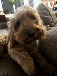 Lost Female Dog last seen 244th st ct e graham wa 98338, Graham, WA 98338