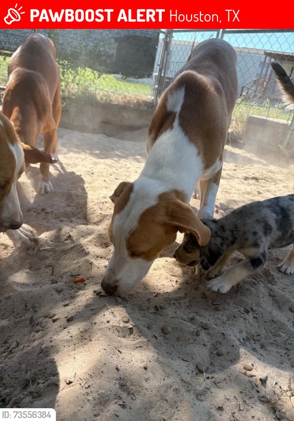 Lost Male Dog last seen Synott and High Star, Houston, TX 77072