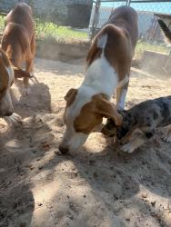 Lost Male Dog last seen Synott and High Star, Houston, TX 77072