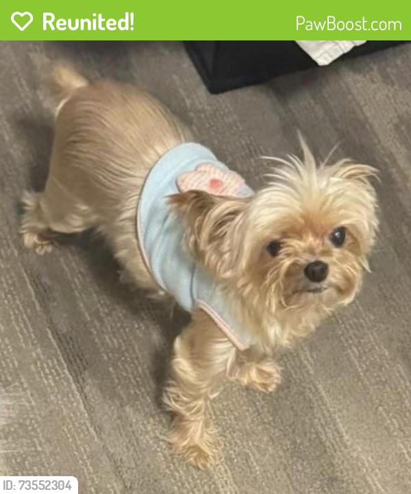 Reunited Female Dog last seen around our frontyard, Fort Lauderdale, FL 33304