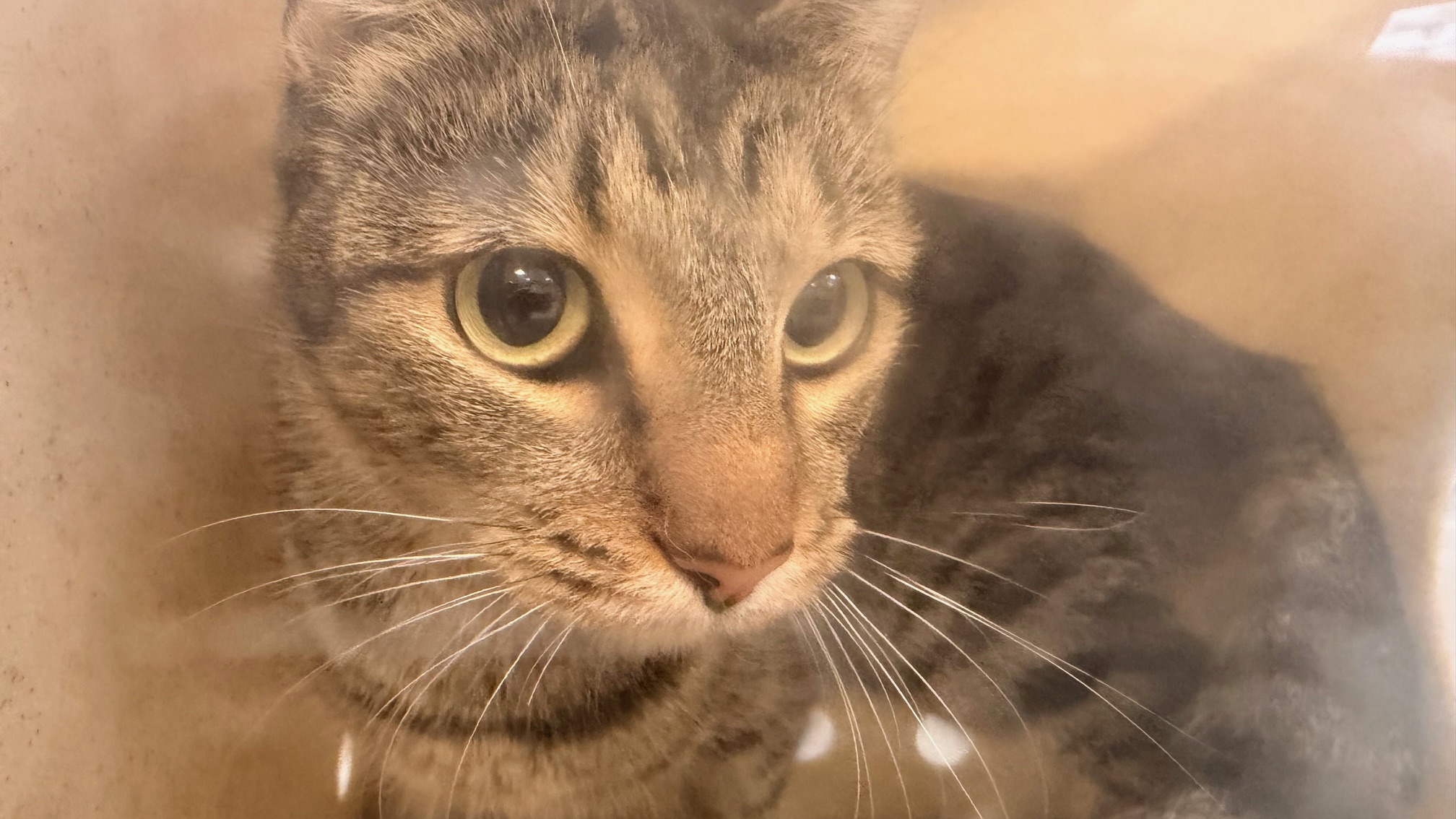 Shelter Stray Unknown Cat last seen , 957 N Gaffey St, San Pedro, CA 90731, USA