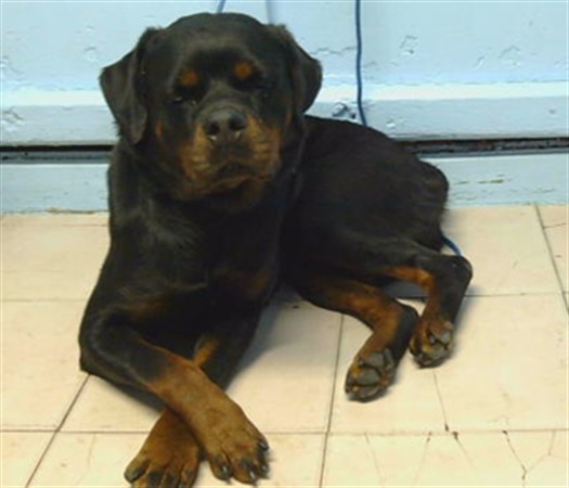 Shelter Stray Female Dog last seen , 216 W Victoria St, Gardena, CA 90248, USA
