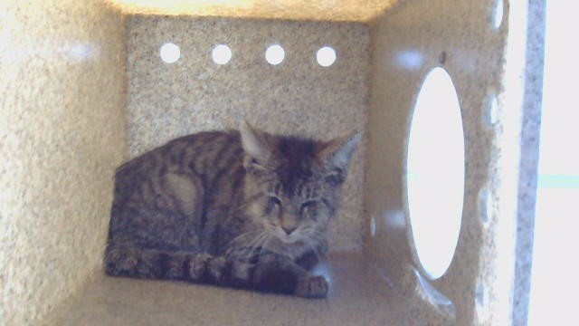 Shelter Stray Unknown Cat last seen , 216 W Victoria St, Gardena, CA 90248, USA