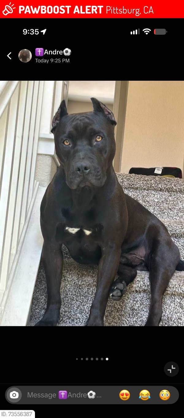 Lost Male Dog last seen Railroad city park Pittsburg high area, Pittsburg, CA 94565