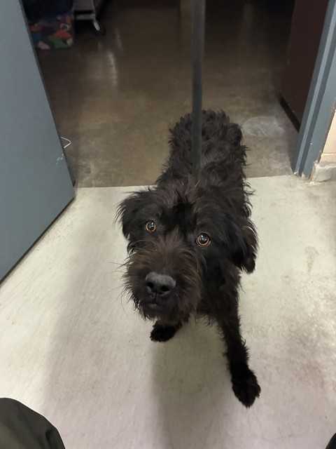 Shelter Stray Female Dog last seen , 31044 Charlie Canyon Rd, Castaic, CA 91384, USA