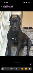 Lost Male Dog last seen Railroad city park Pittsburg high area, Pittsburg, CA 94565