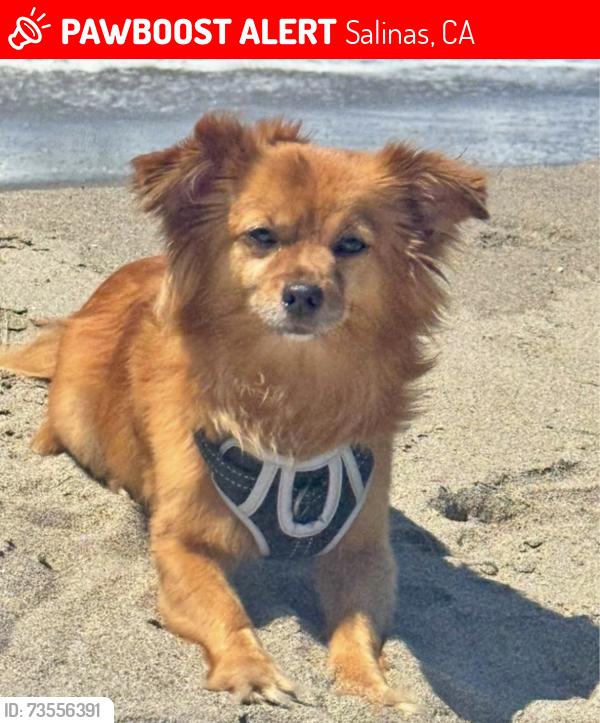 Lost Male Dog last seen E Laurel, Salinas, CA 93906