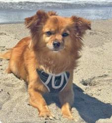 Lost Male Dog last seen E Laurel, Salinas, CA 93906