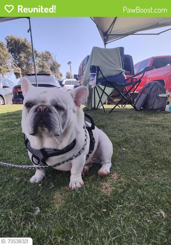 Reunited Male Dog last seen Mount Baldy Dr and Gemini St, Victorville, CA 92392