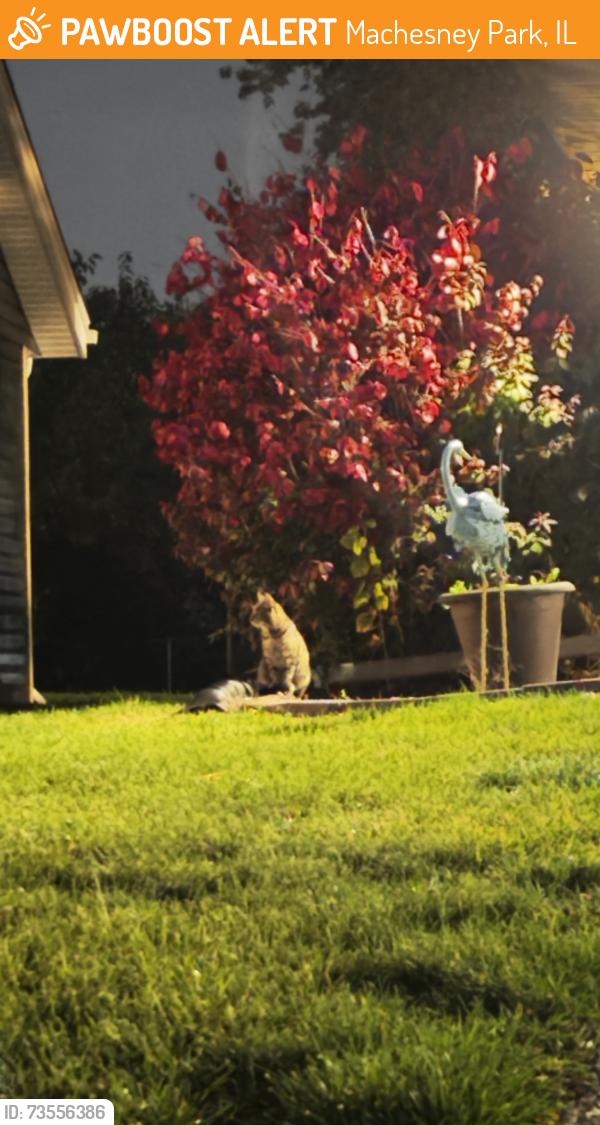 Found/Stray Unknown Cat last seen corner of whitby and tetterhall ln, Machesney Park, IL 61111